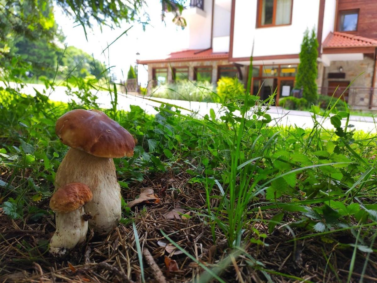 "Моето Любимо Място", Смолянски Езера - "My Favorite Place", Smolyan Lakes ภายนอก รูปภาพ